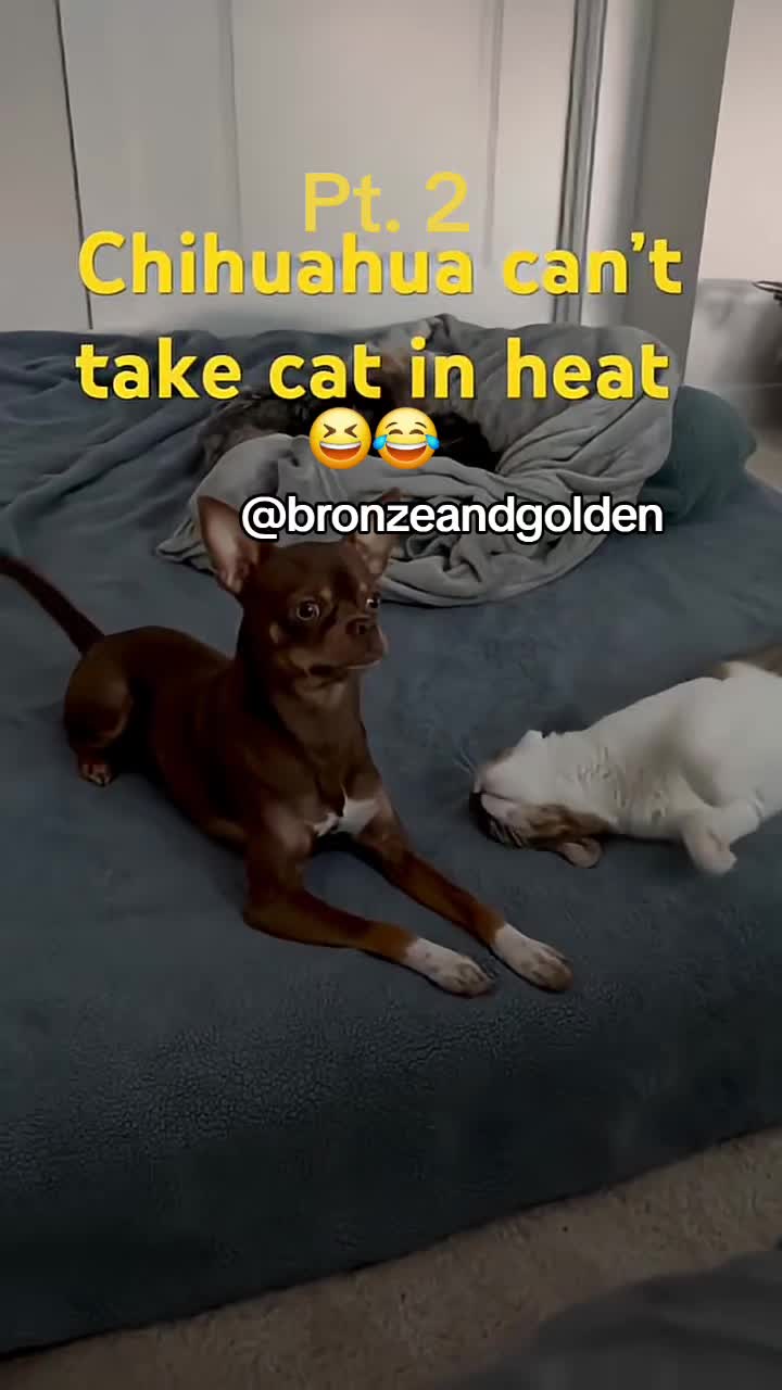 @Bronze & Golden's Apparel