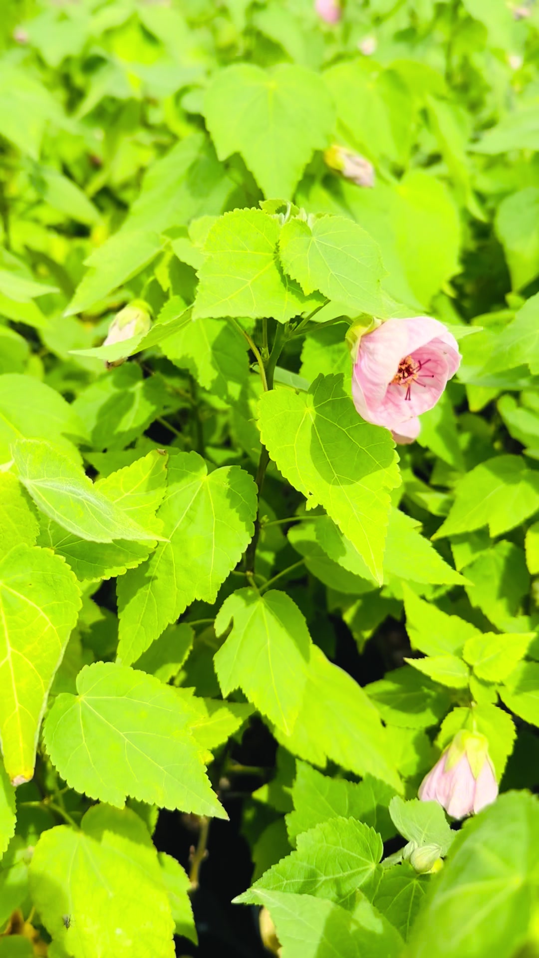 @Tiệm L&aacute; Nhỏ