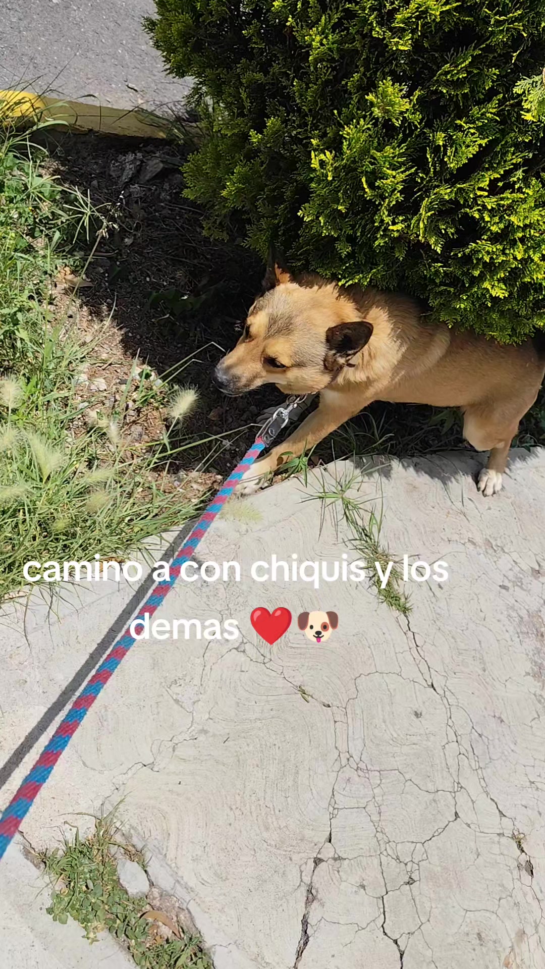 @DogWalkZacatecas♥️🐕🦺🌟