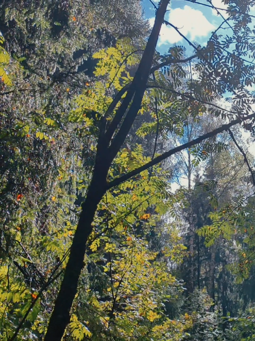 @khvoyny🌲