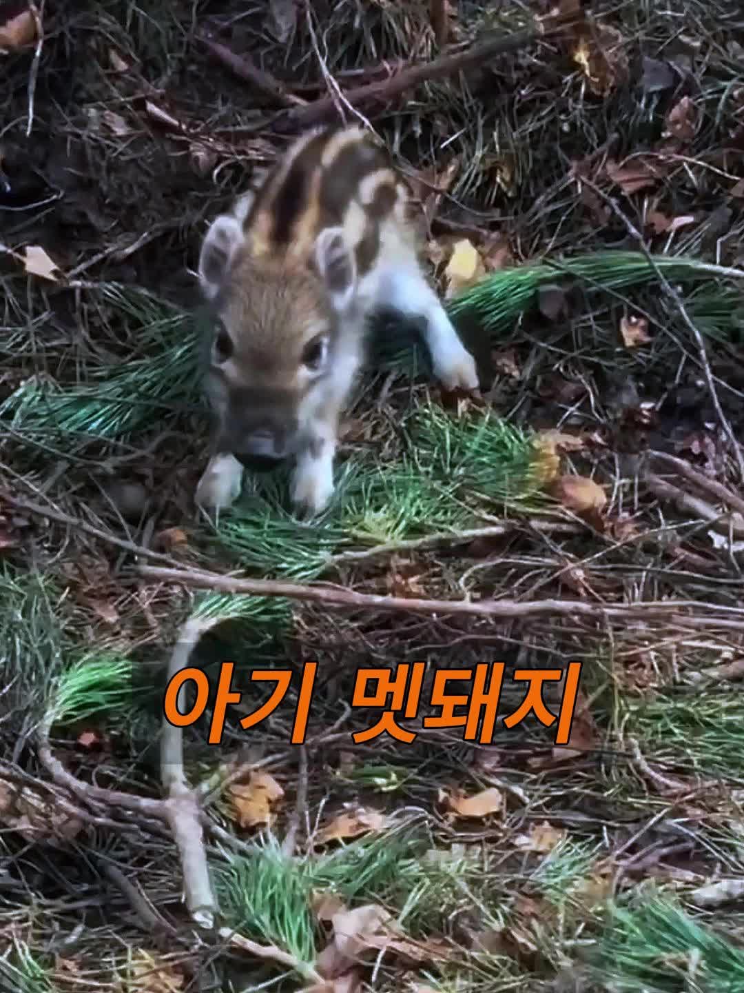 @삼촌Cut2025