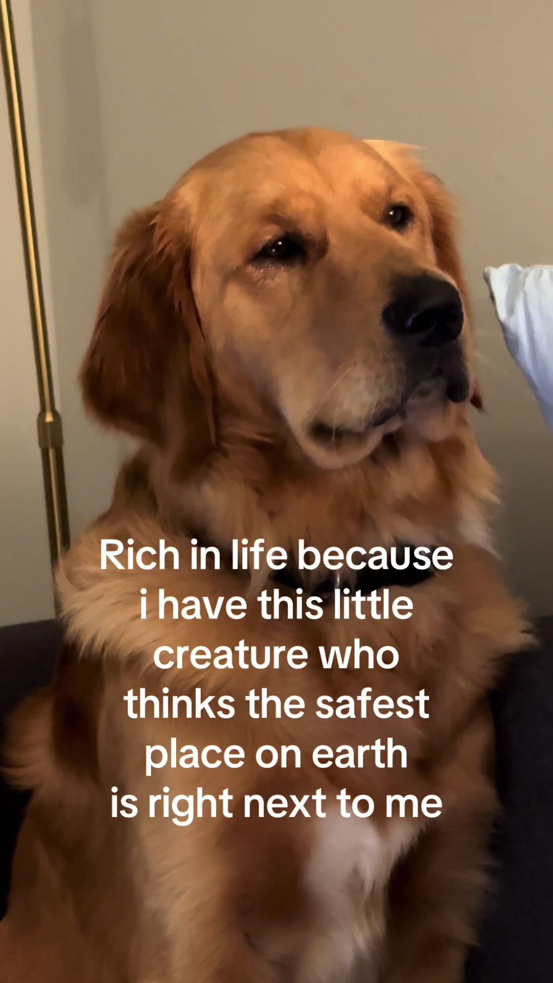 @Maverick McPaws