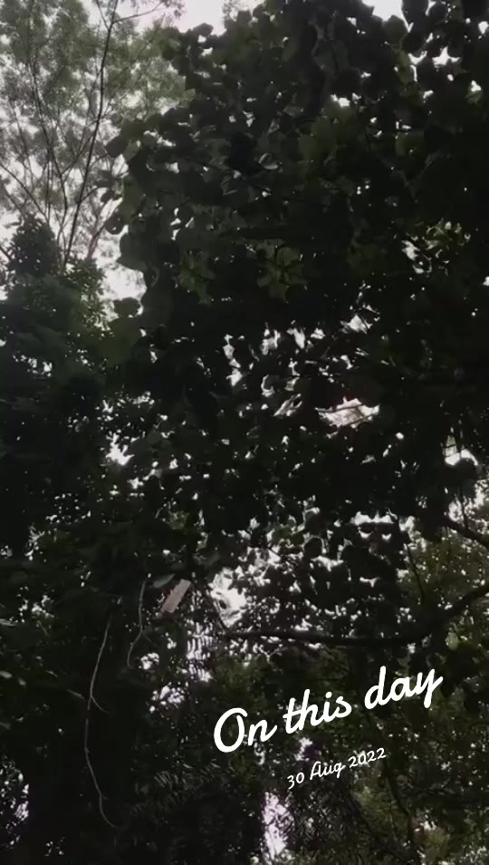 @YN_Sadaru