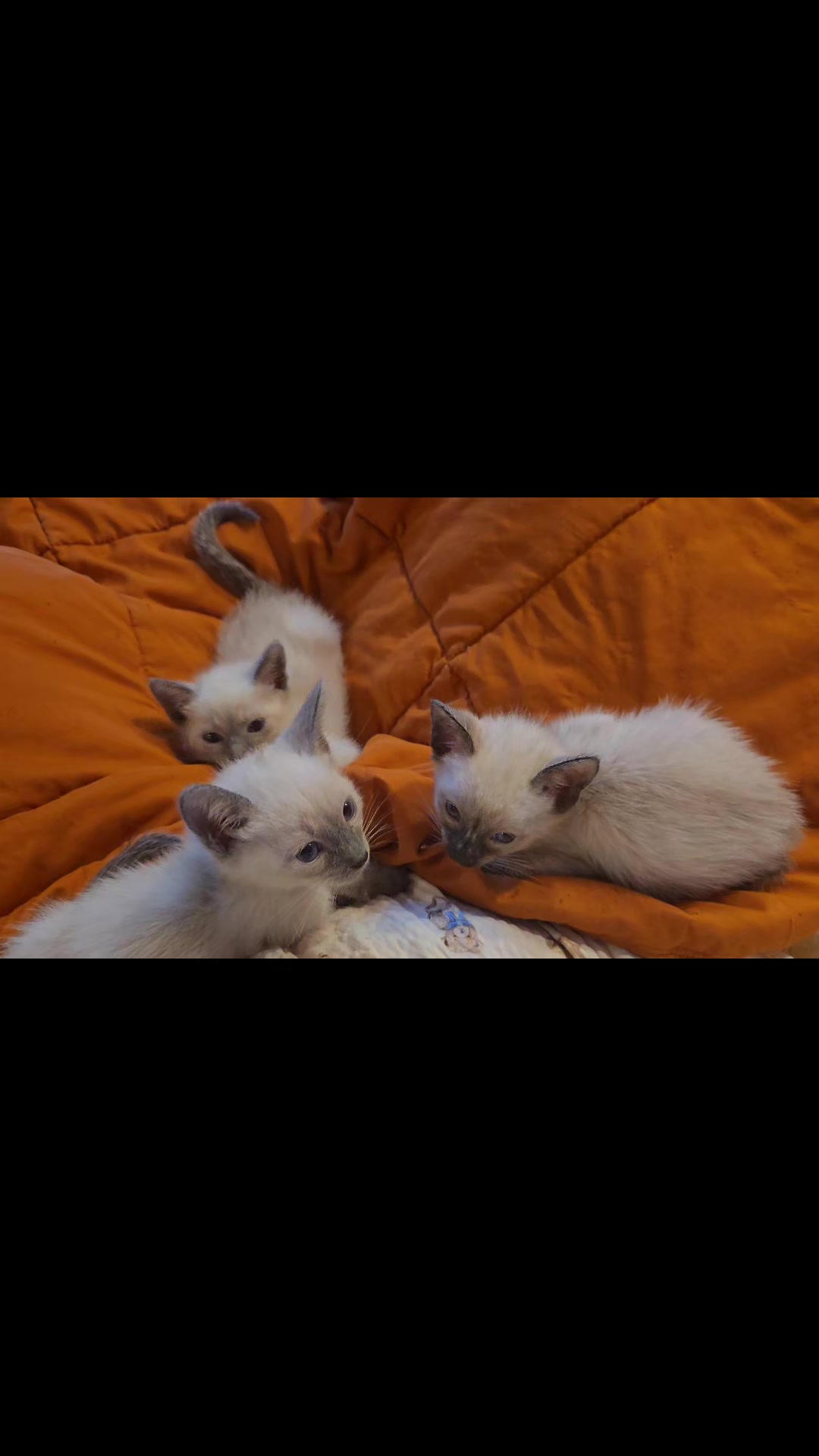 @Brittany's Beauties Kittens