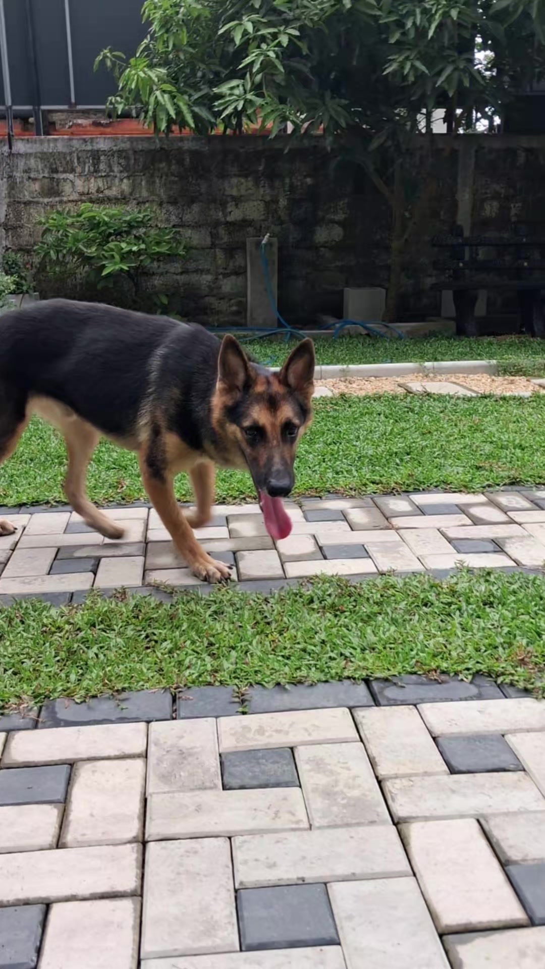 @tailsoffreedomsl