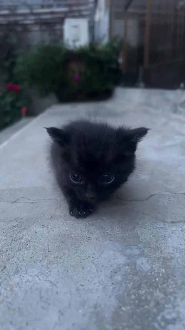 @catbosssss