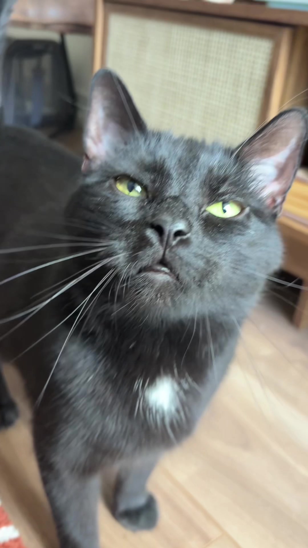 @ElaineTheCat