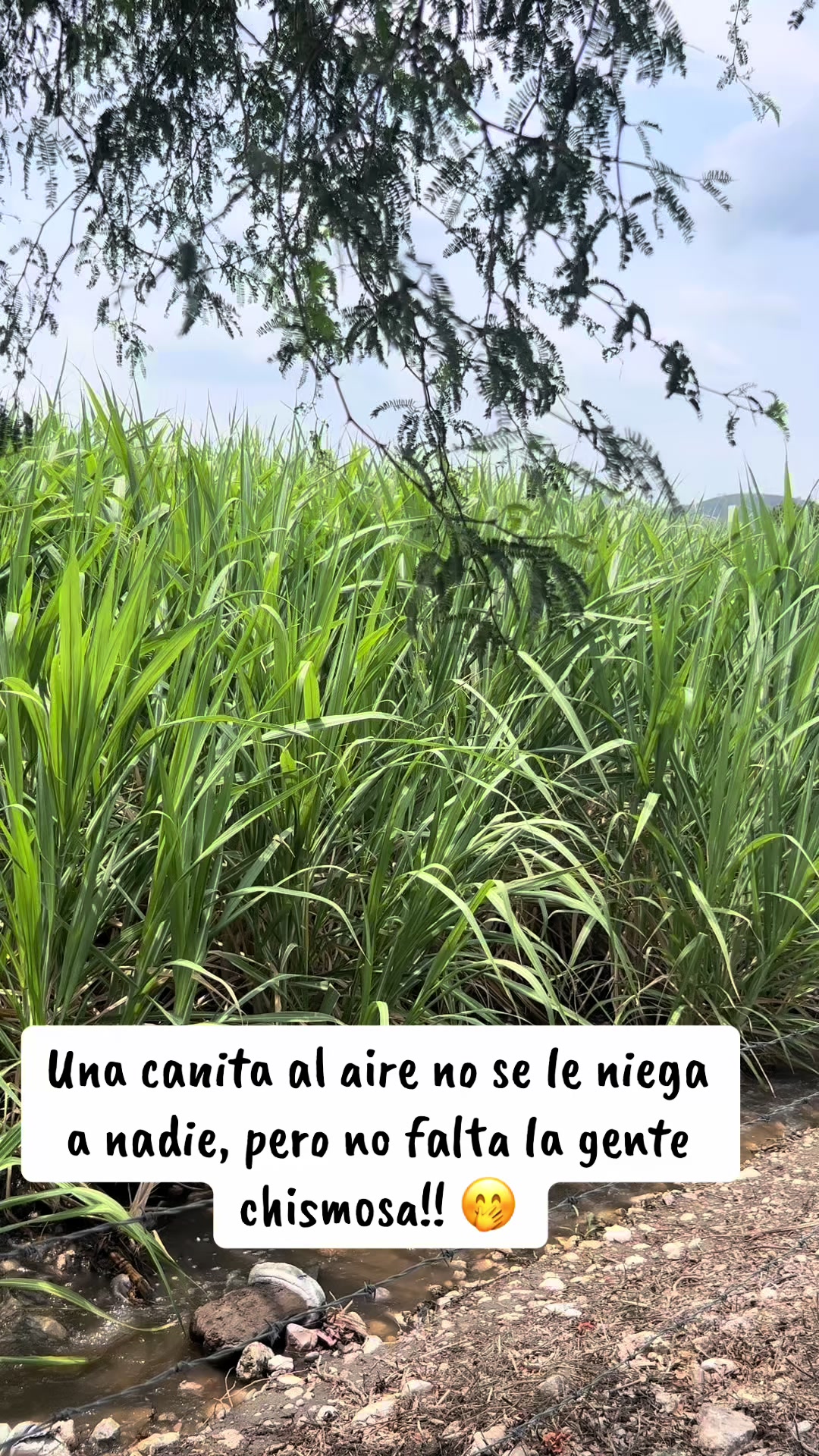 @Nicolasa rikelme oficial