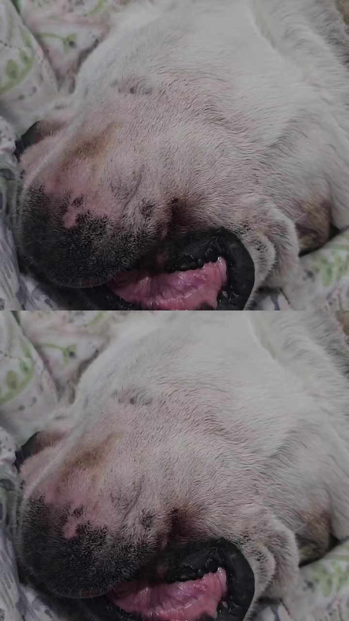 @vidadeperros