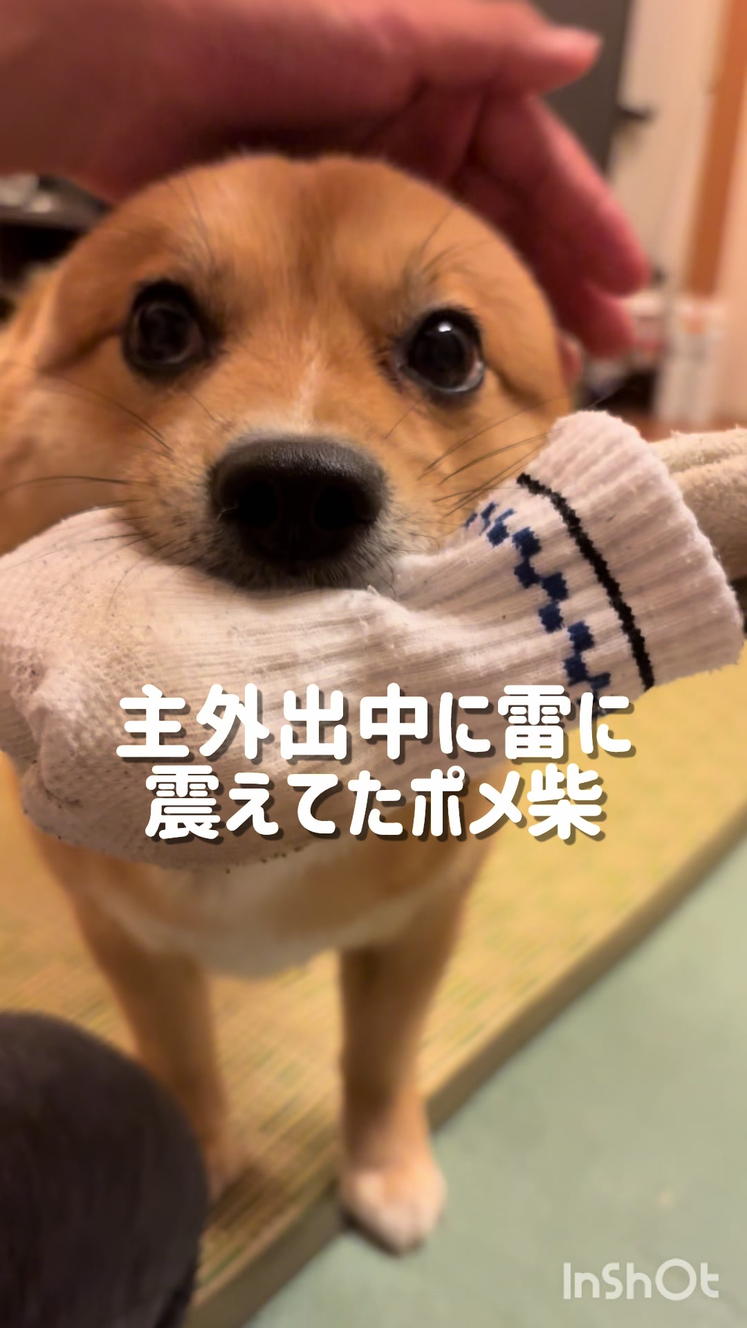 @ポメ柴もなか(もちゃ)୭