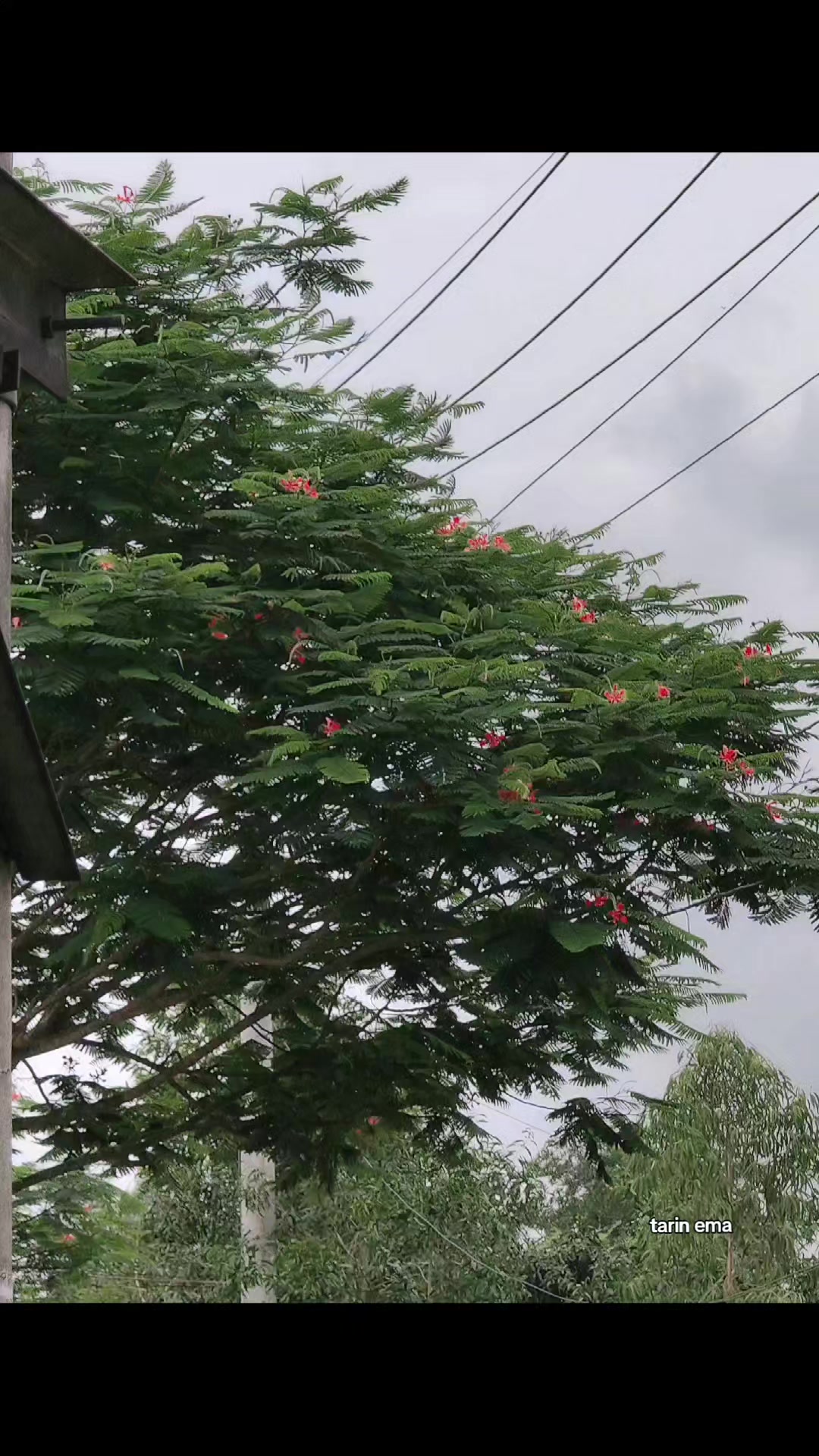@~🦋টমেটো🦋~