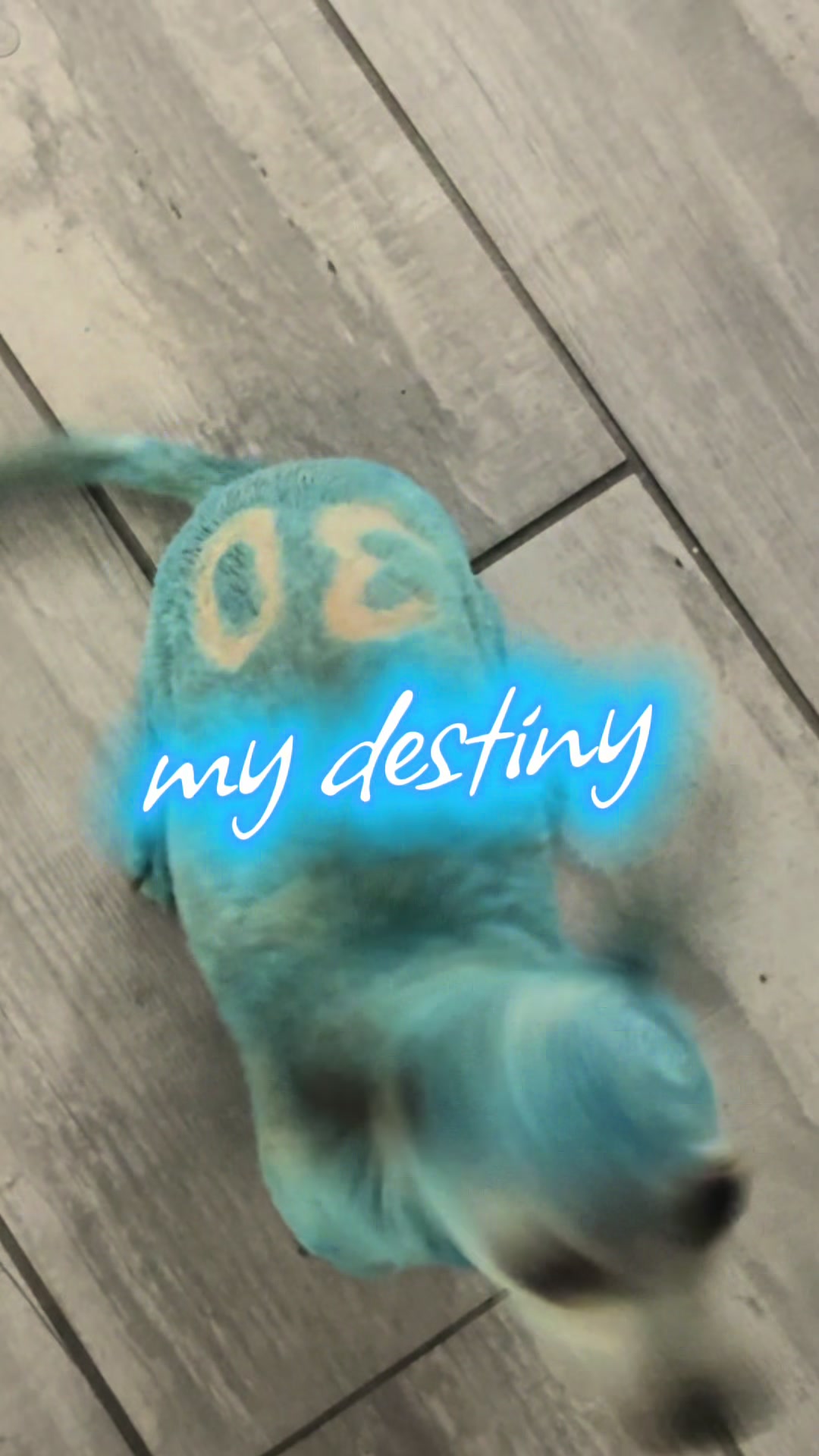 @wouldashouldacoulda