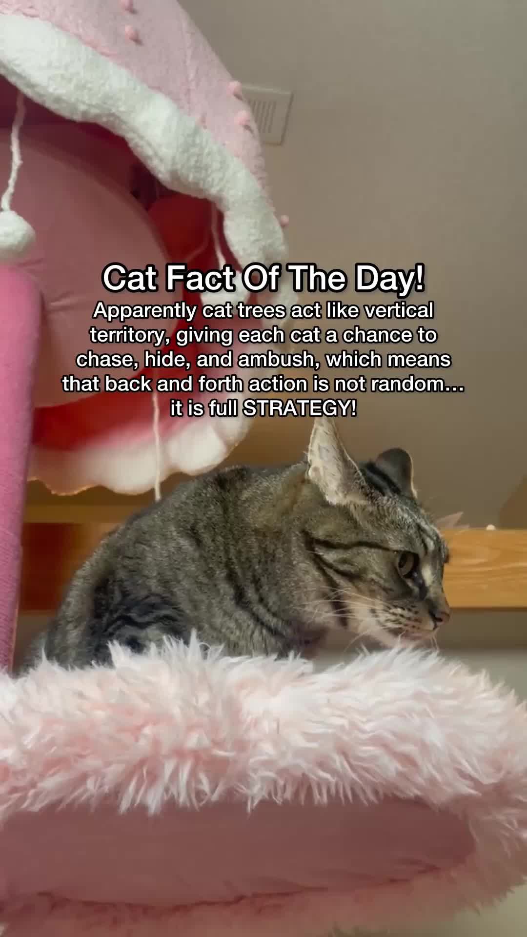@Chip The Manx