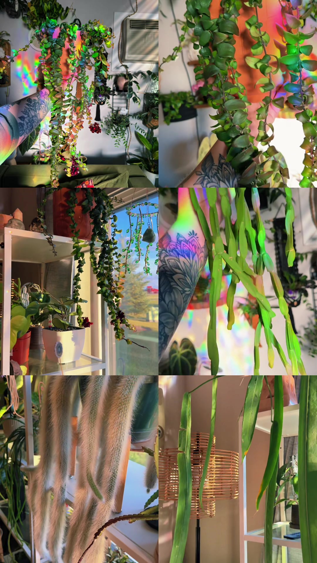 @Ness Rose | Plant Fanatic ✨