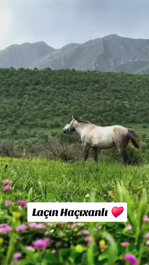 @ᐯᑌՏᗩᒪ🇦🇿ᕼᑌՏᗴYIᑎOᐯ