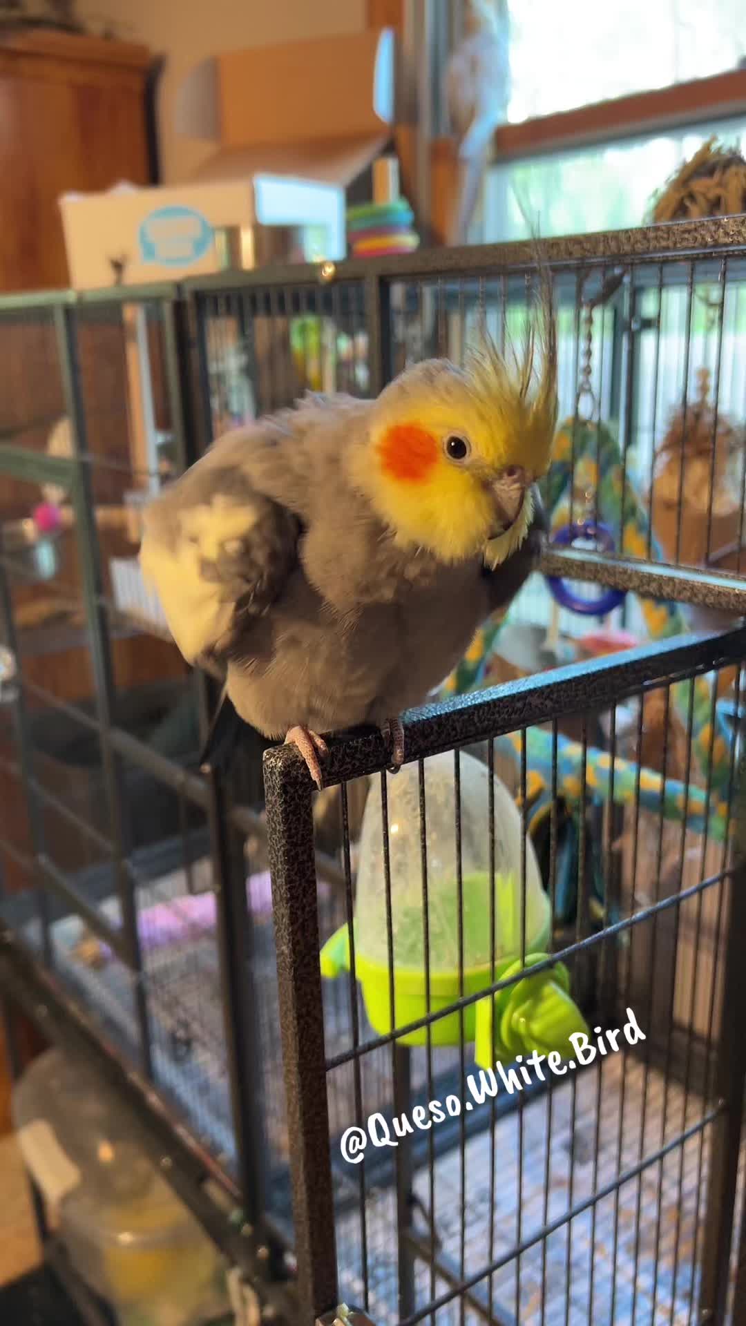 @Queso White Bird 🕊️