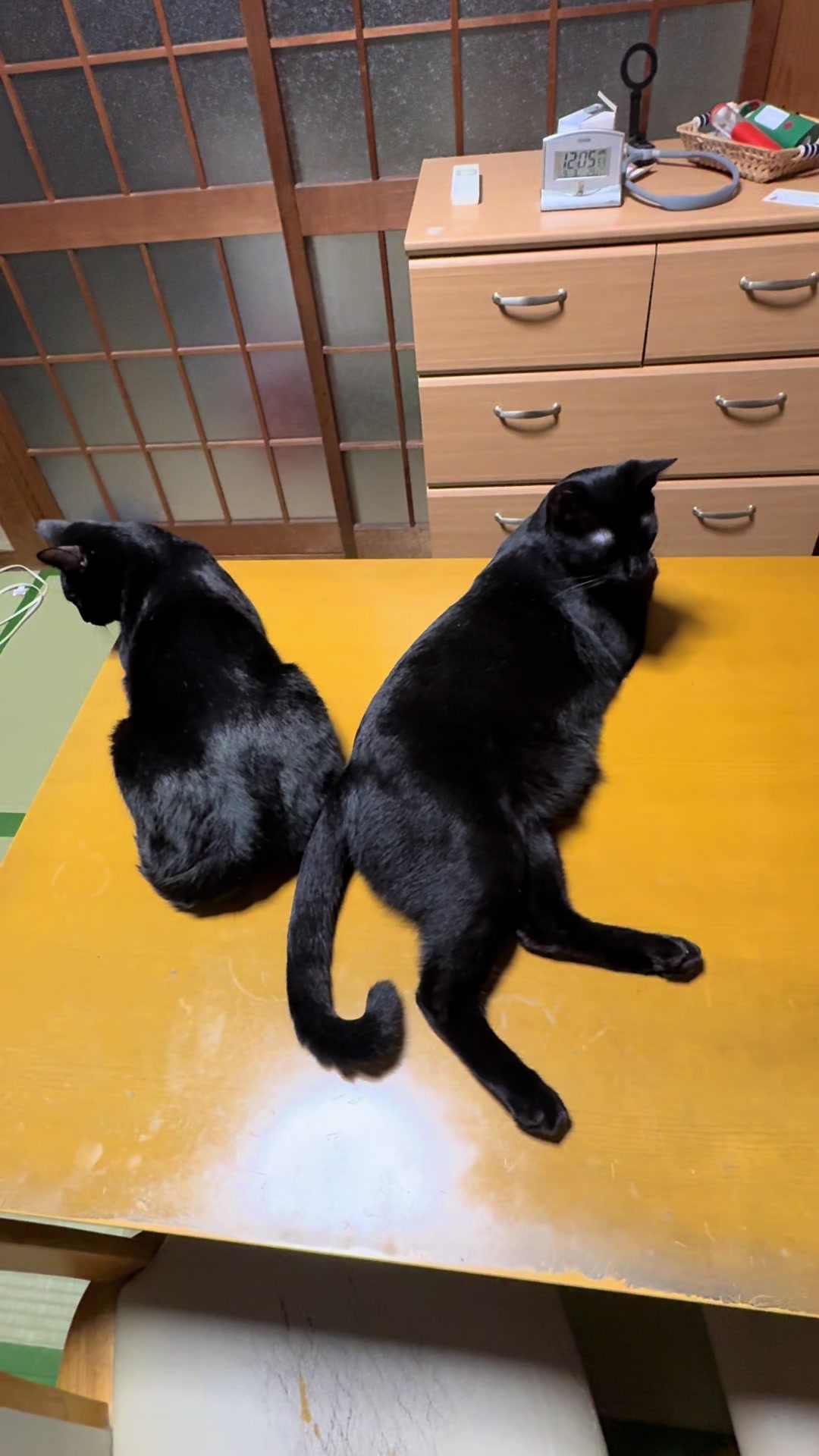 @黒猫兄弟ココピー&カリン