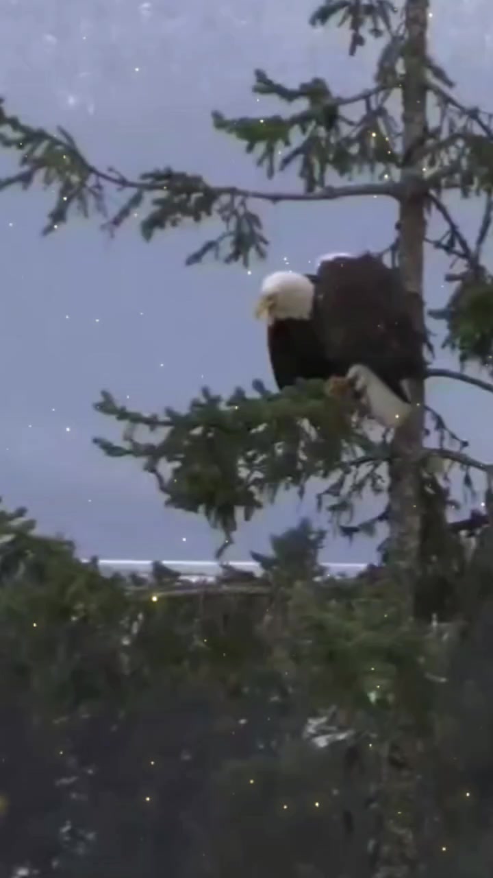 @🦅🦅🌞ANGEWL MOTIVADA🌞🦅🦅