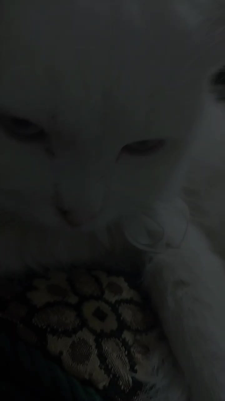 @𝓜𝔂𝓼𝓽𝓮𝓻𝓲𝓸𝓾𝓼 𝓰𝓲𝓻𝓵,