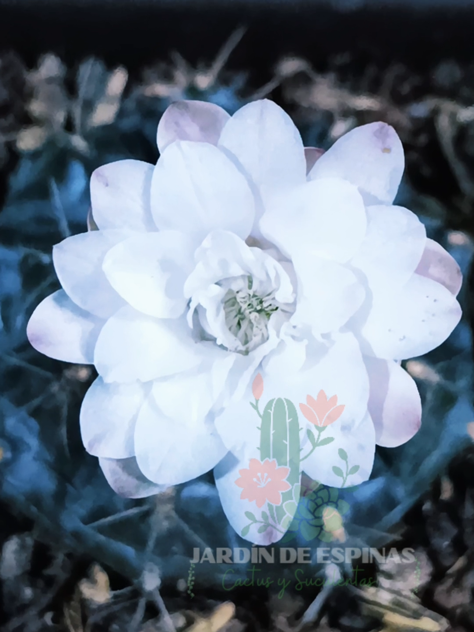 @CACTUS JARDIN DE ESPINAS