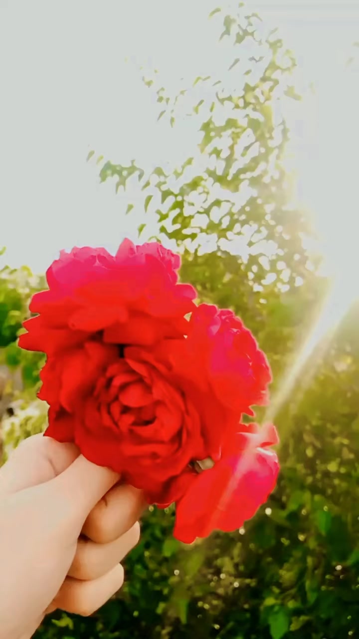 @✨مانو سرگودھا🫶💫 💖راجپوت✨