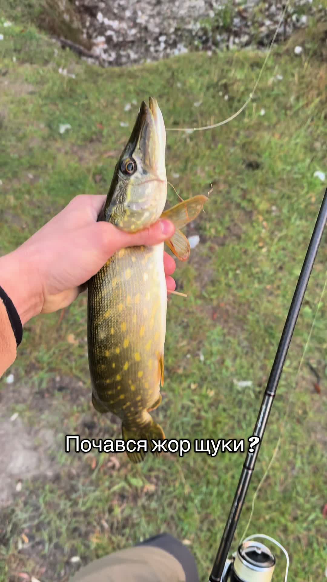 @nazar_zagurskyi✔️