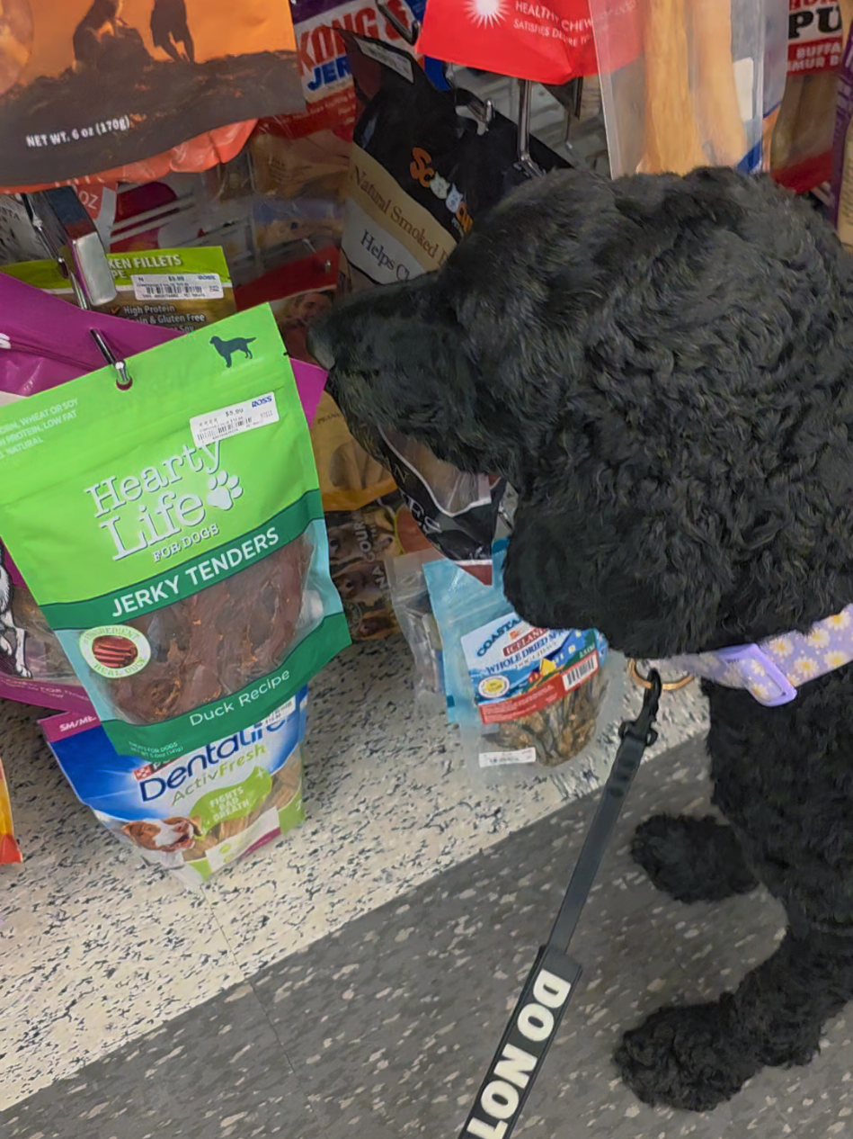 @Canine Wonders Training
