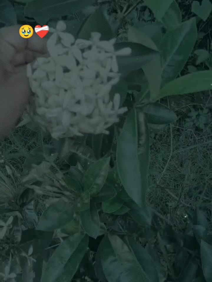 @Sweet. Sanji 🤍