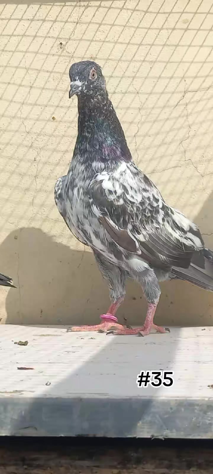 @Ranakasuripigeon