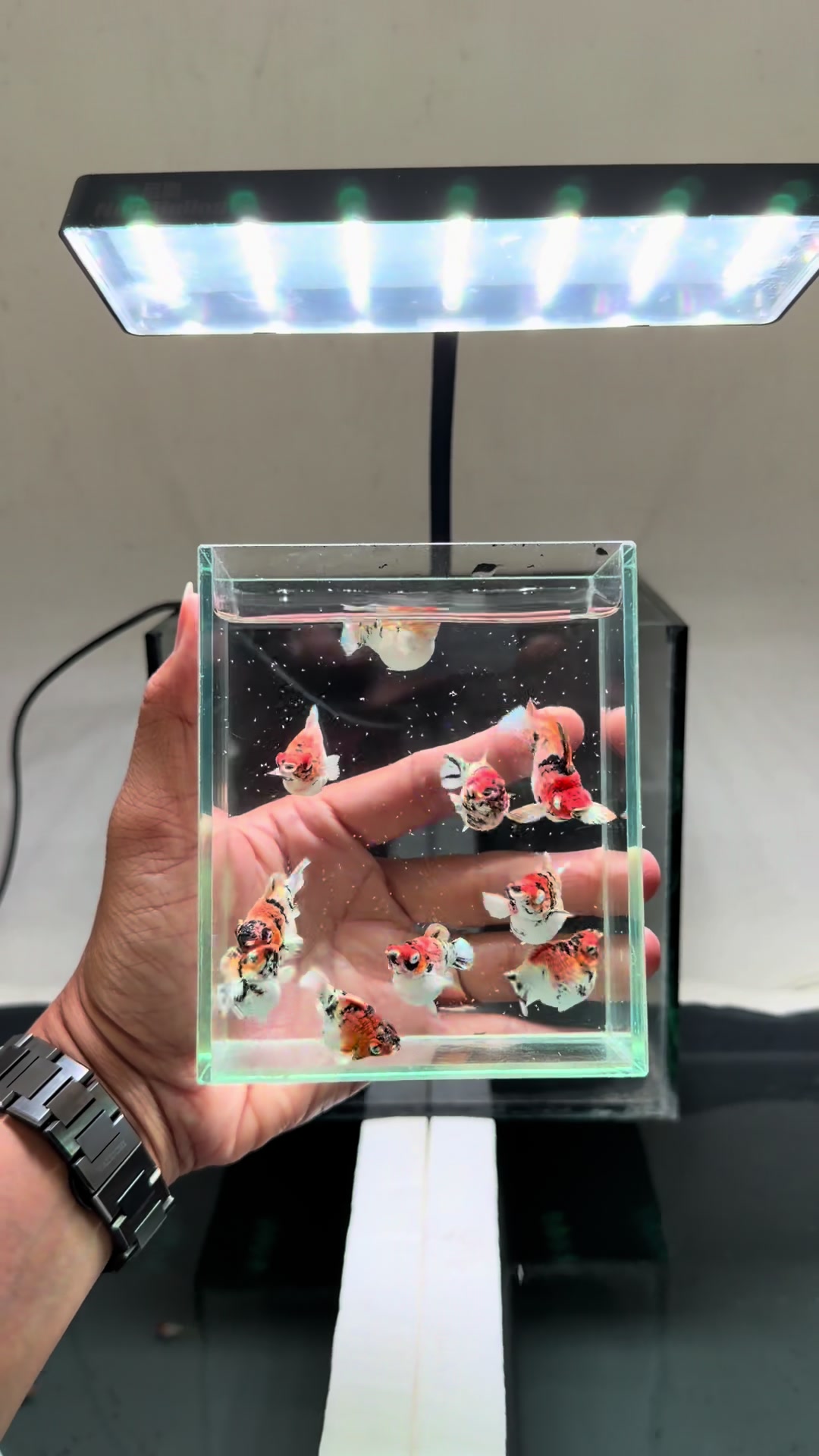 @tiny.fish.home1