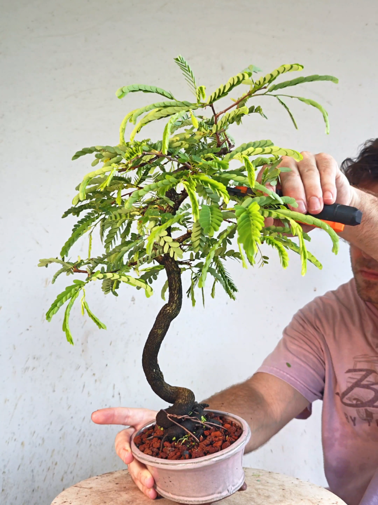 @Bryan Loves Bonsai