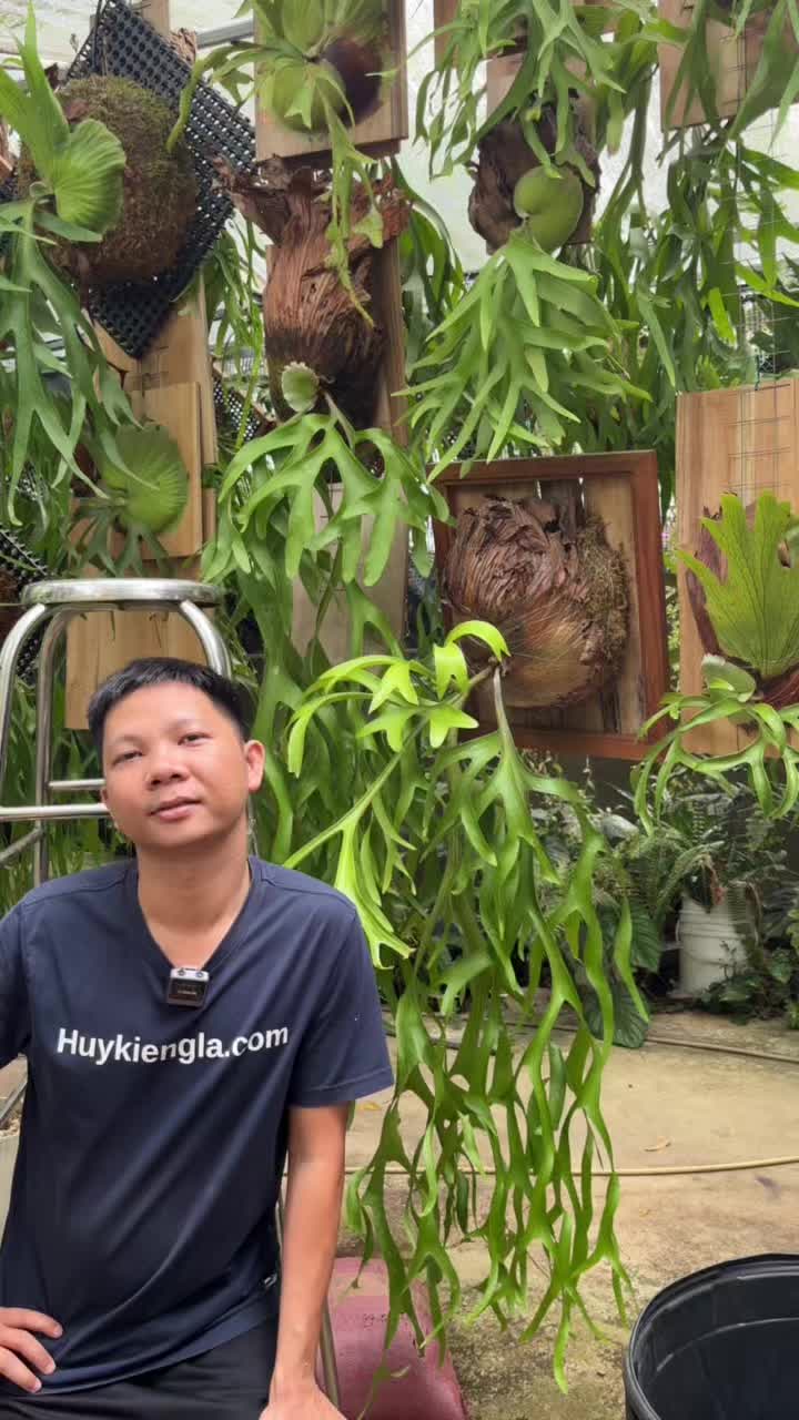 @Huy Kiểng L&aacute;