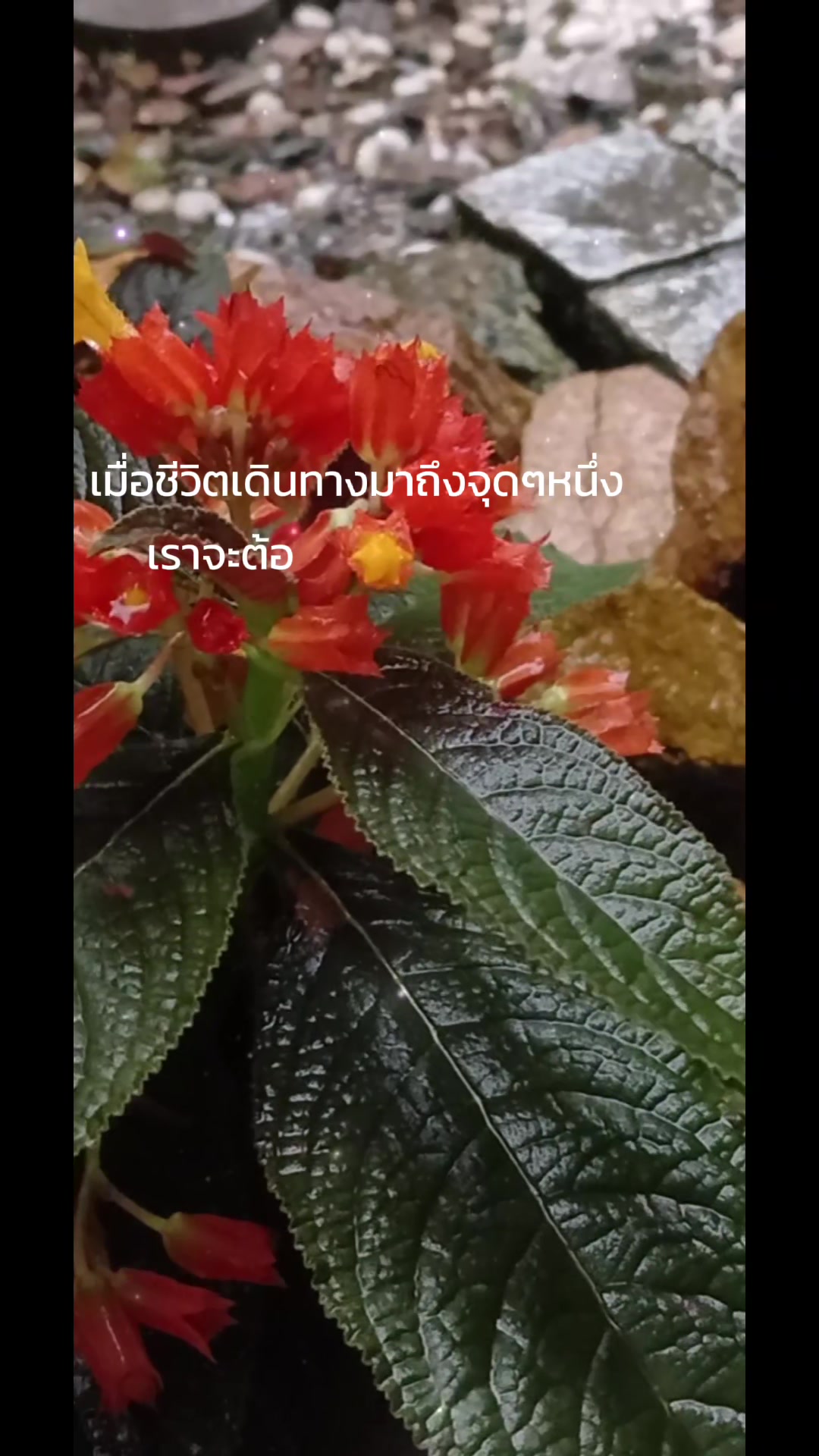 @Pamela Pam