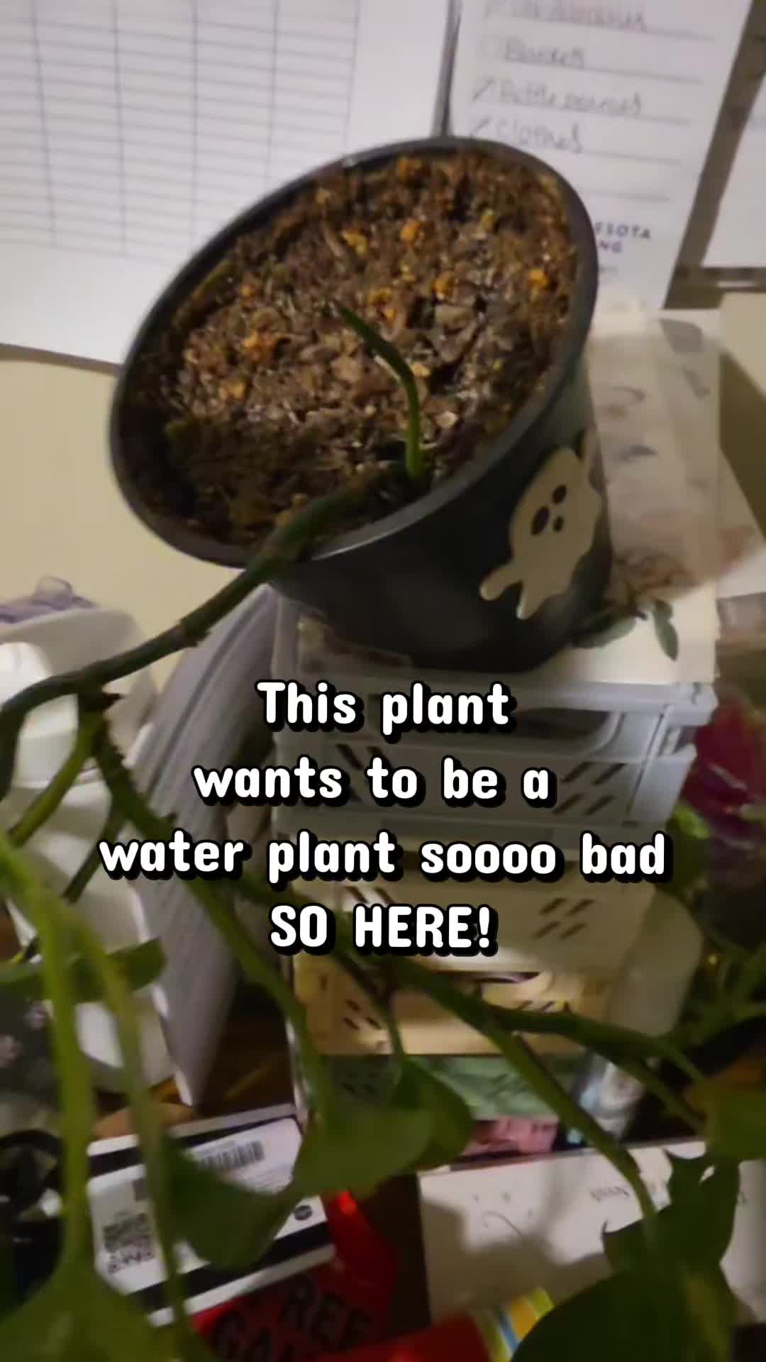 @Alicia ✨️🌱🐛