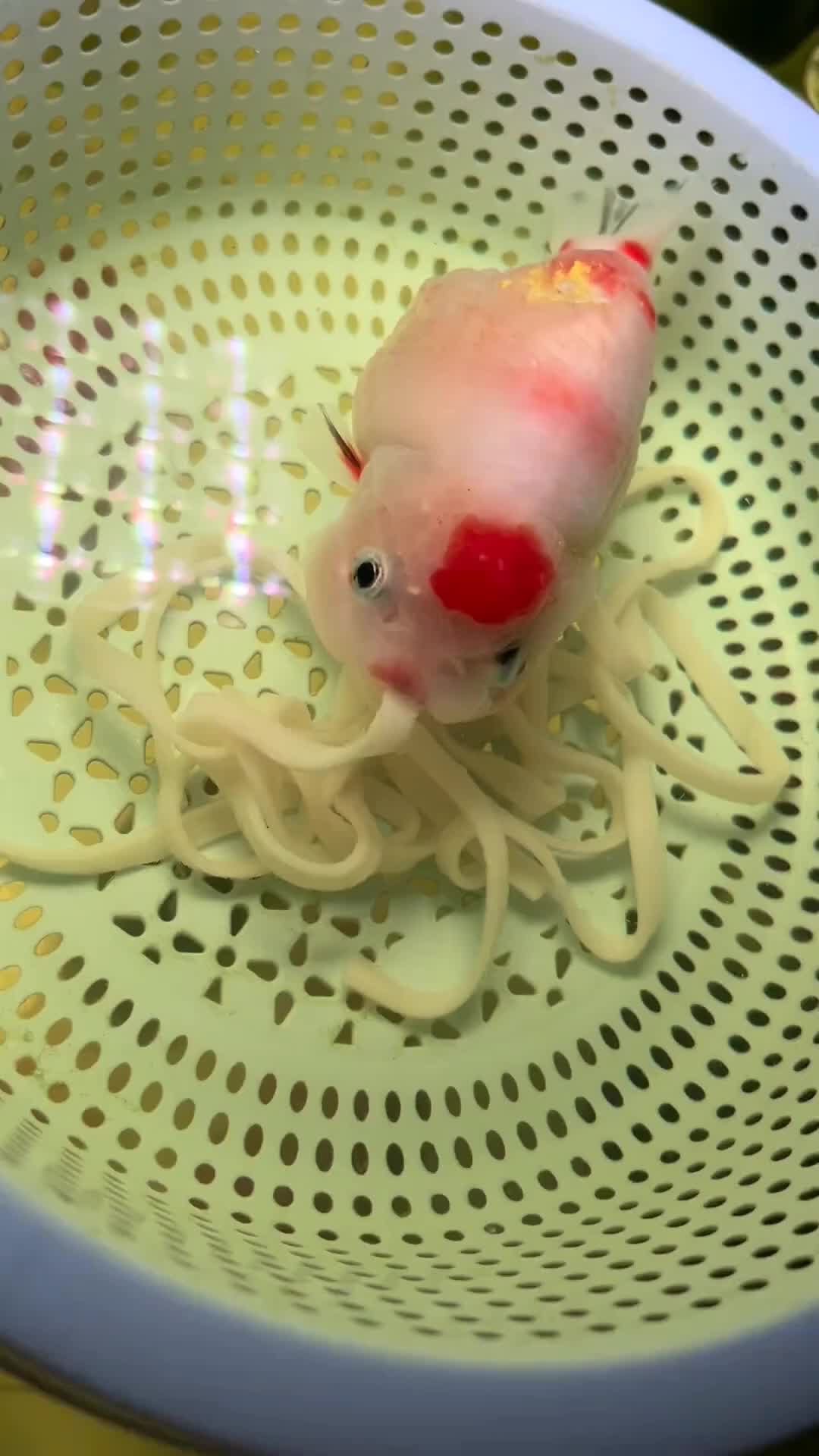 @𝕂𝕚𝕟𝕘 𝔾𝕠𝕝𝕕𝕗𝕚𝕤𝕙 3