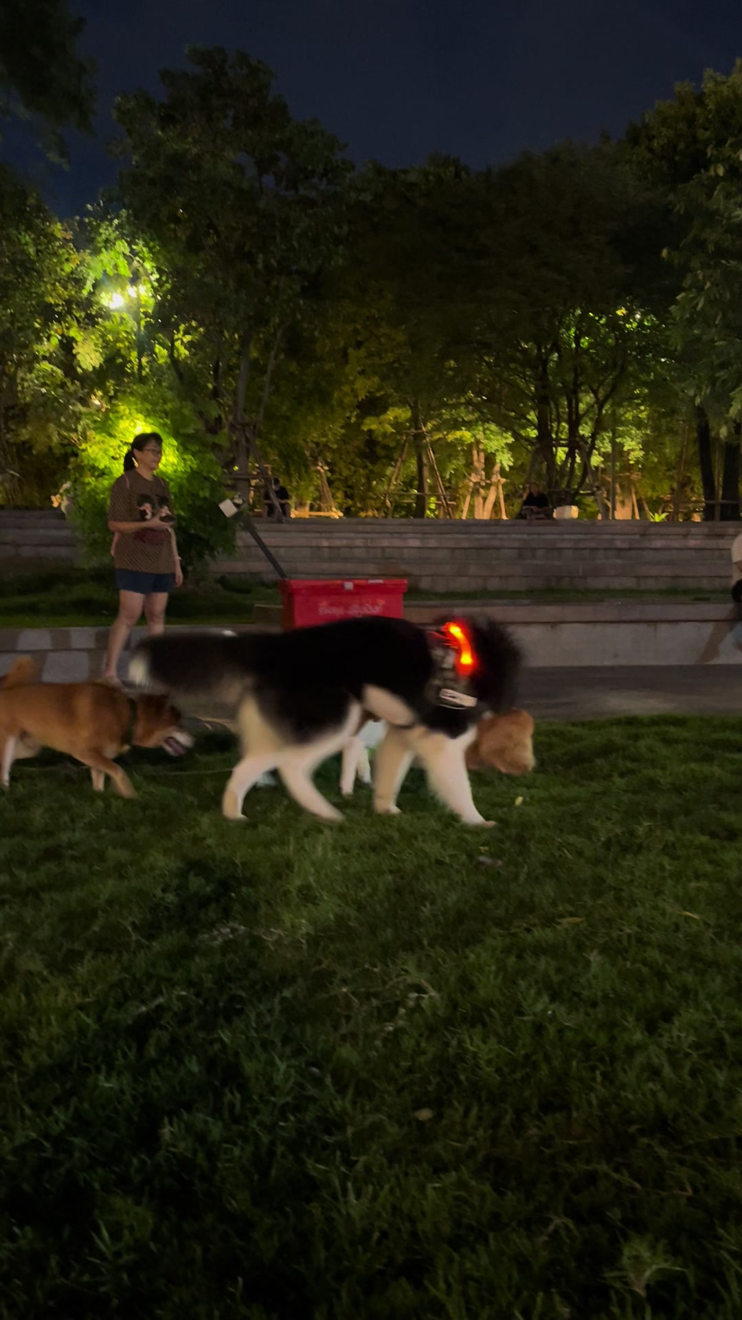 @Hachi Family 🐶🐕🦊