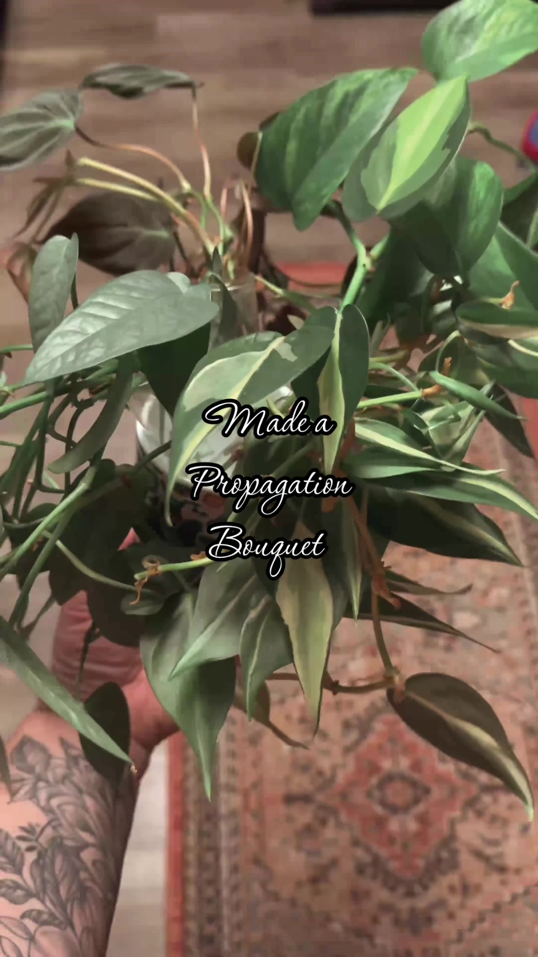 @Ness Rose | Plant Fanatic ✨
