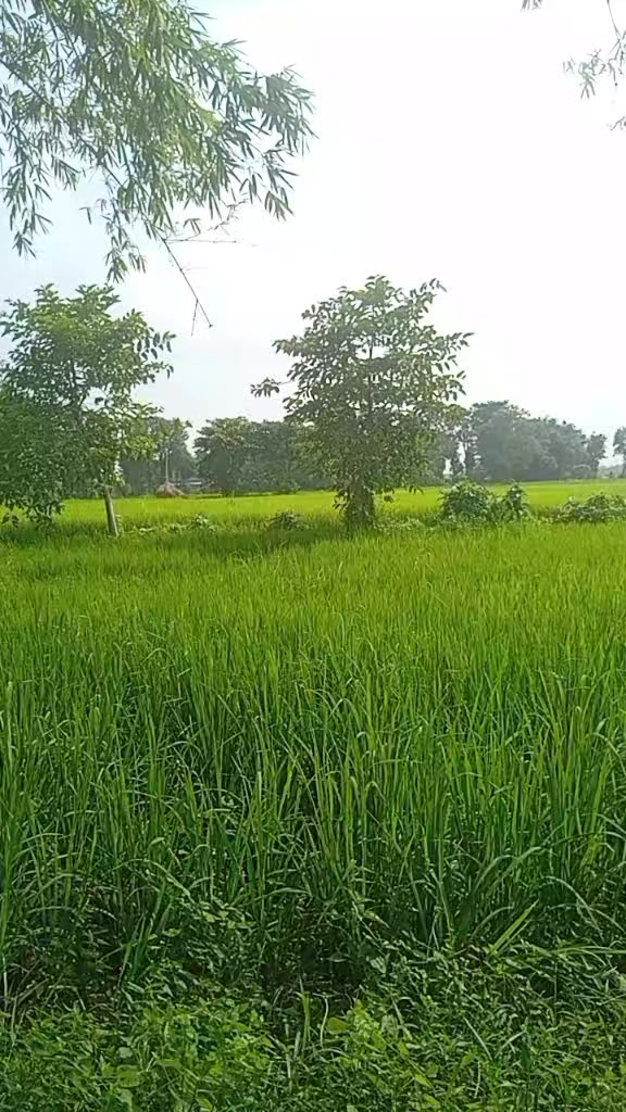 @अनु रम्तेल