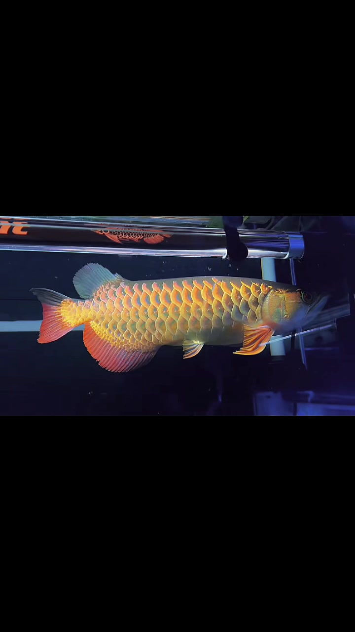 @網上看魚