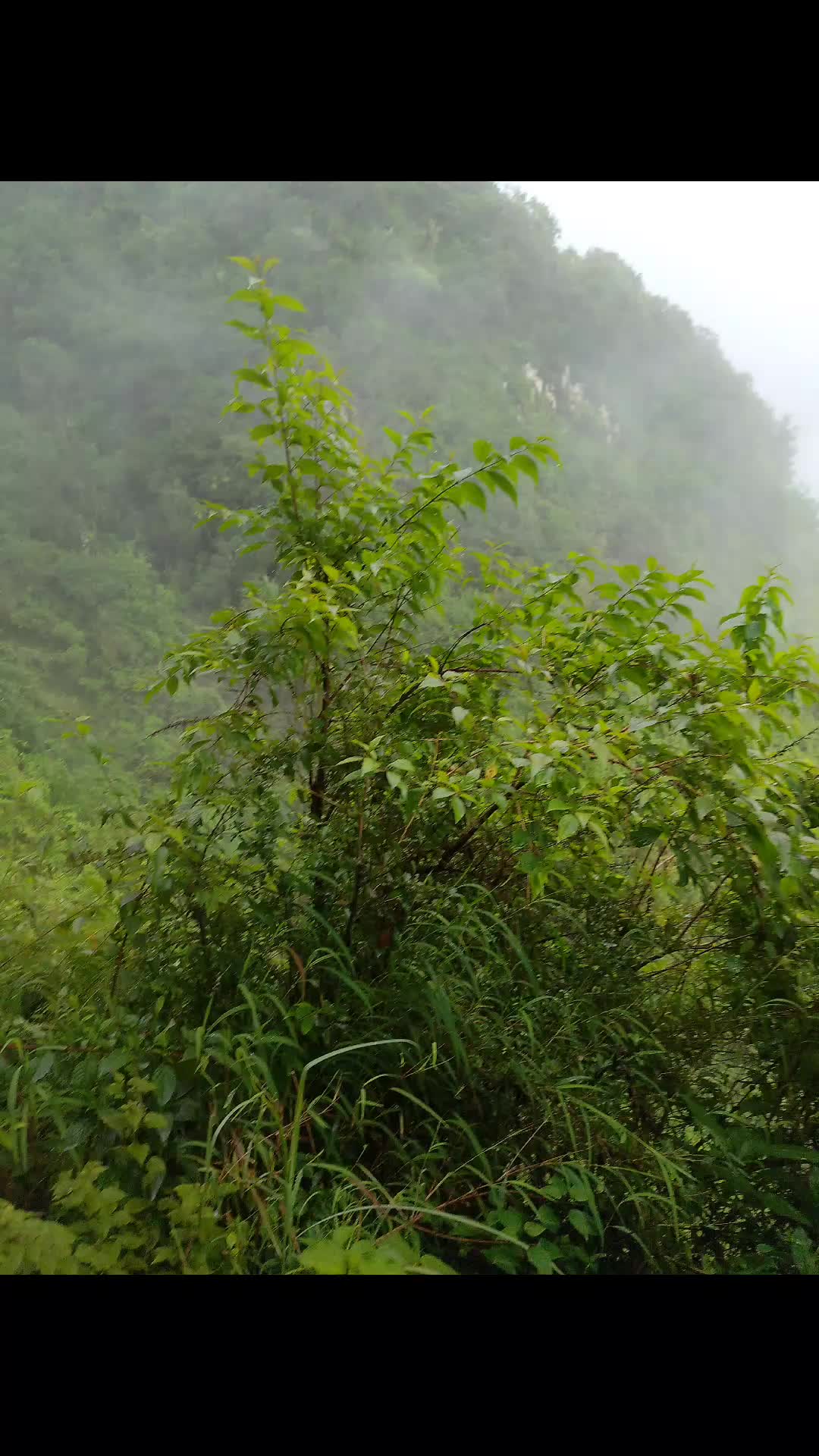@Anisa Rayemajhi