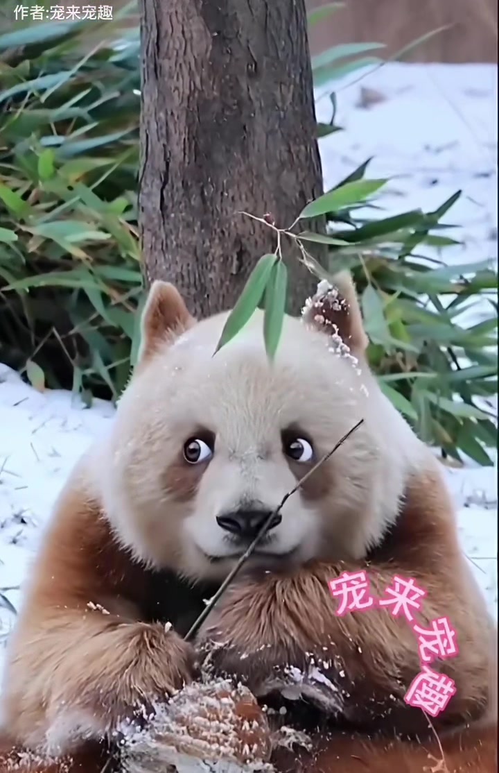 @陳皮