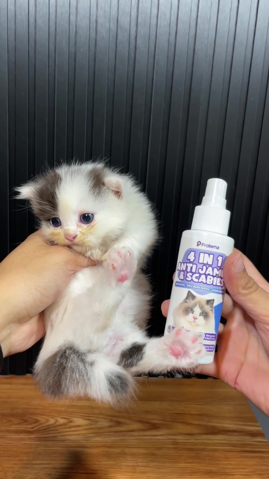 @Republic Of Cat