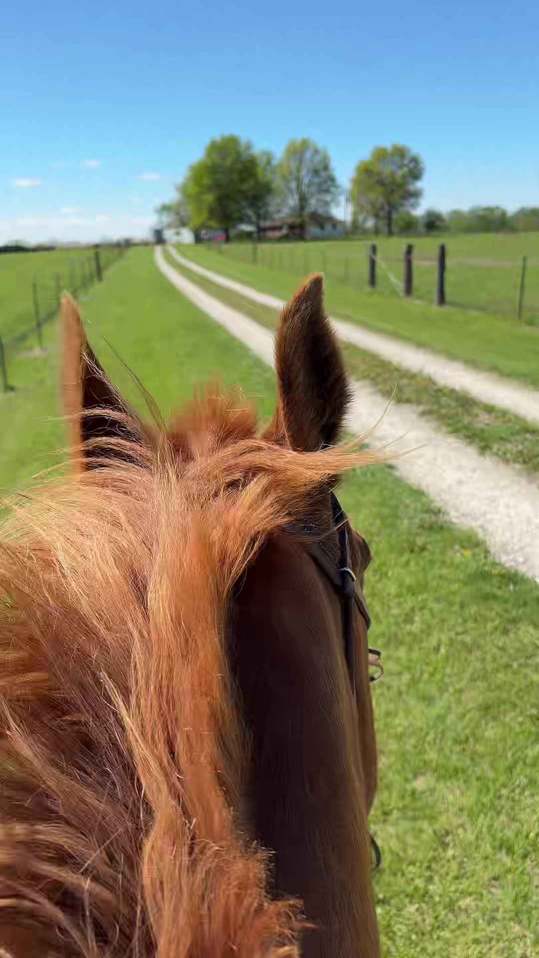 @That one horse girl