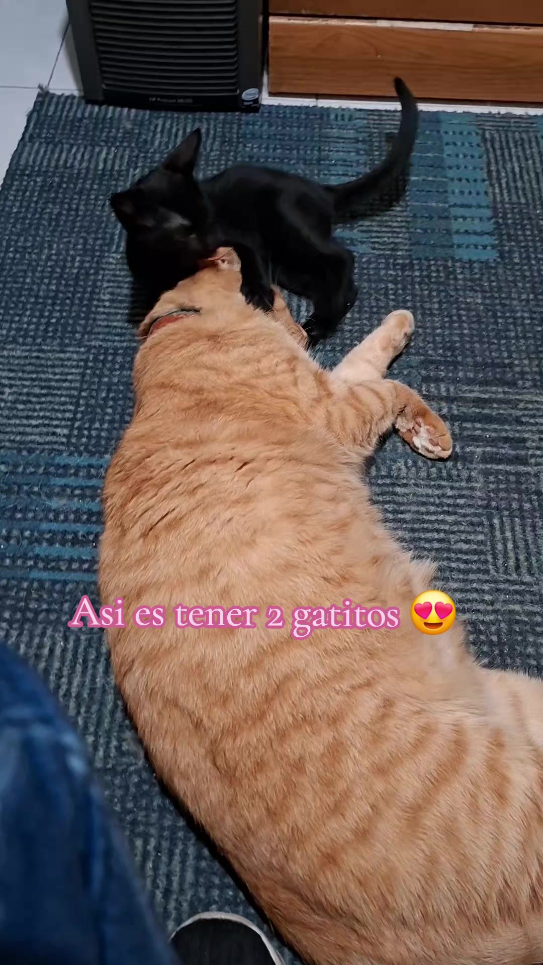 @Tani(ManadaLadridosCelestiales