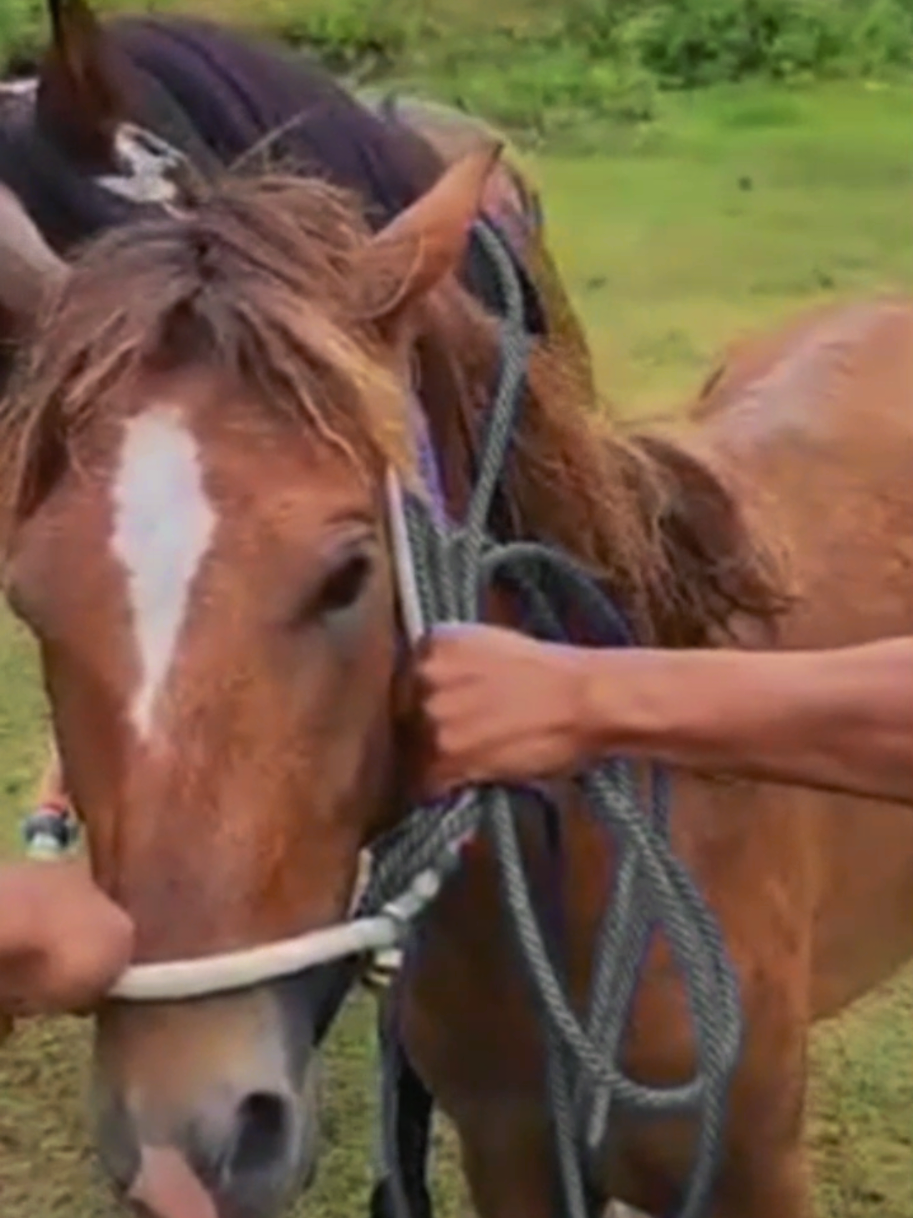@Equine Cinematics