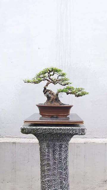 @Bonsai Mungil