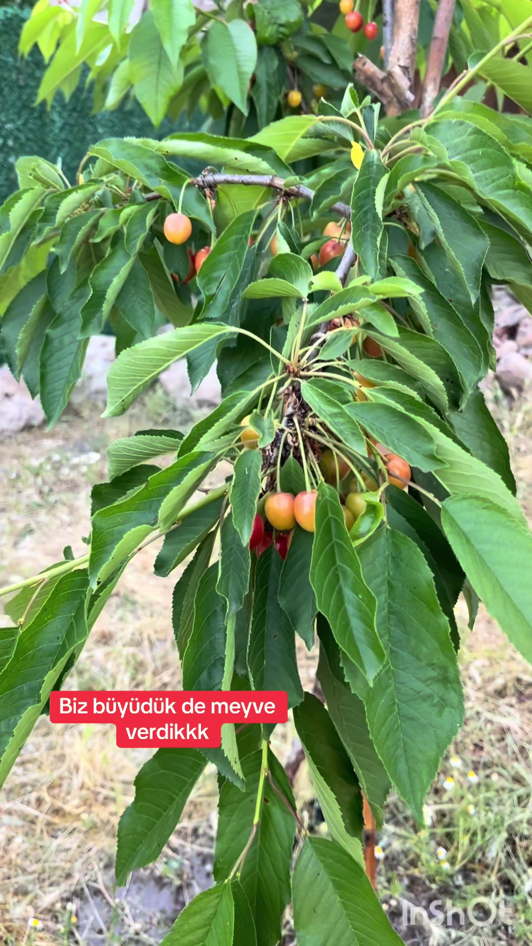 @Çiçinin köy evi