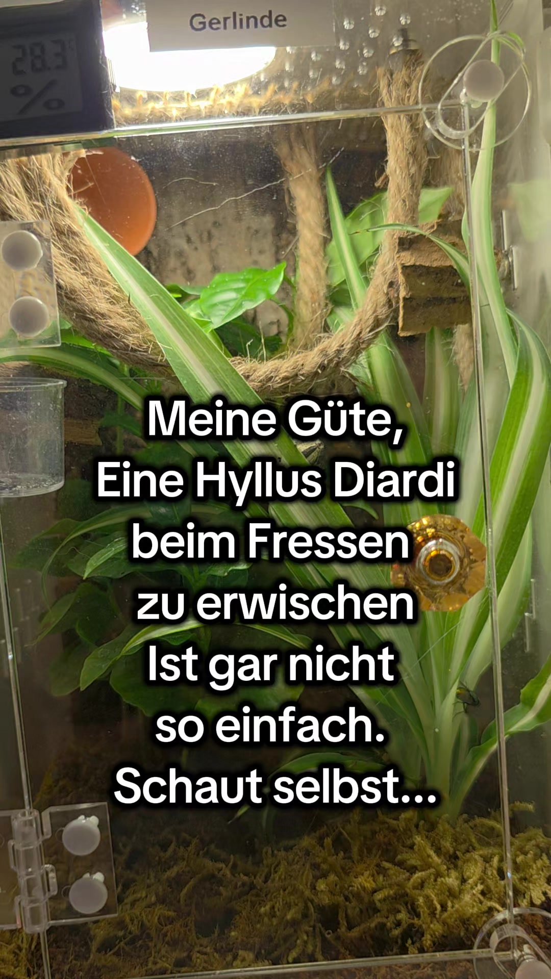 @Die...Isa!