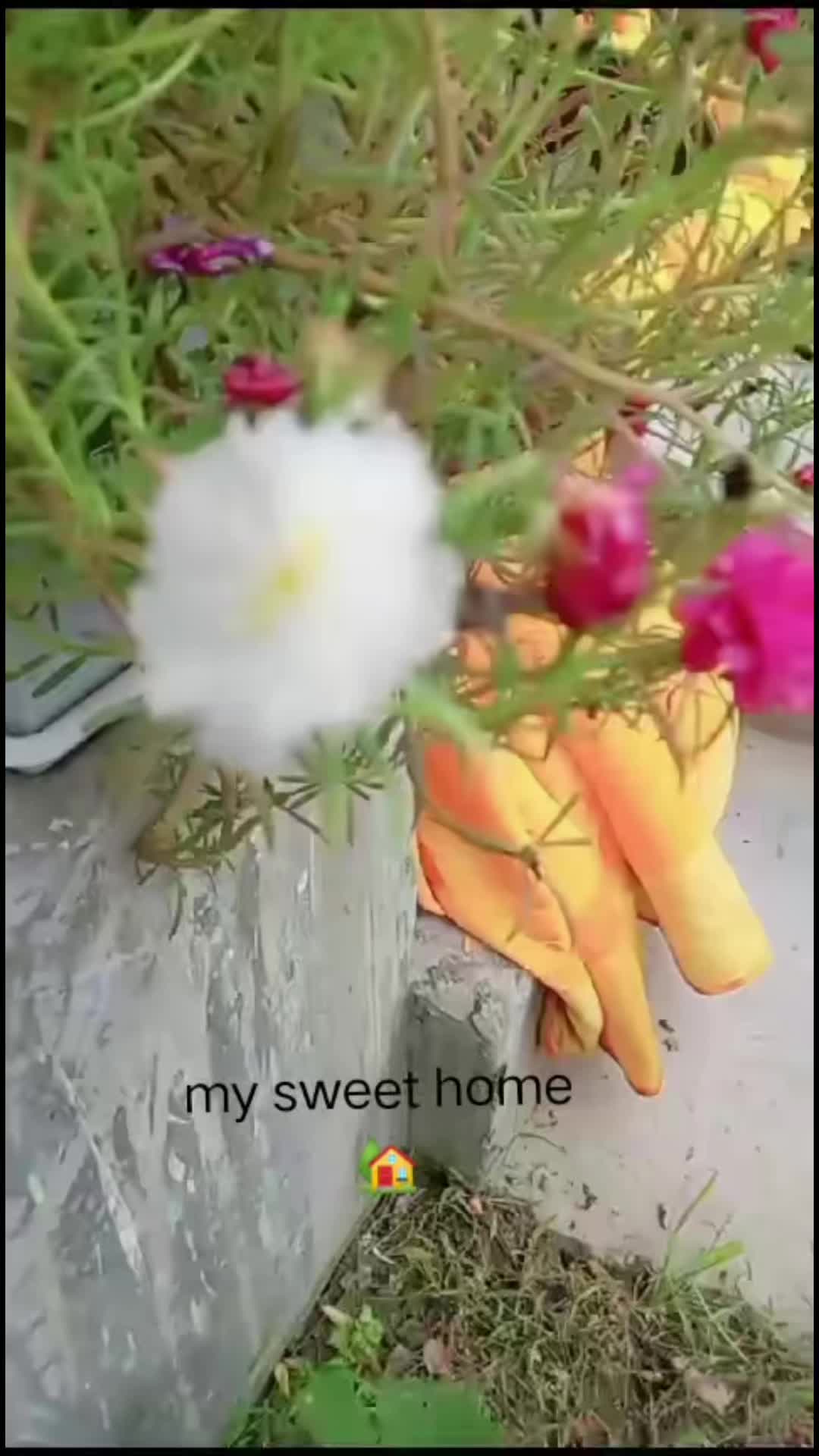 @Gangamagar🫠