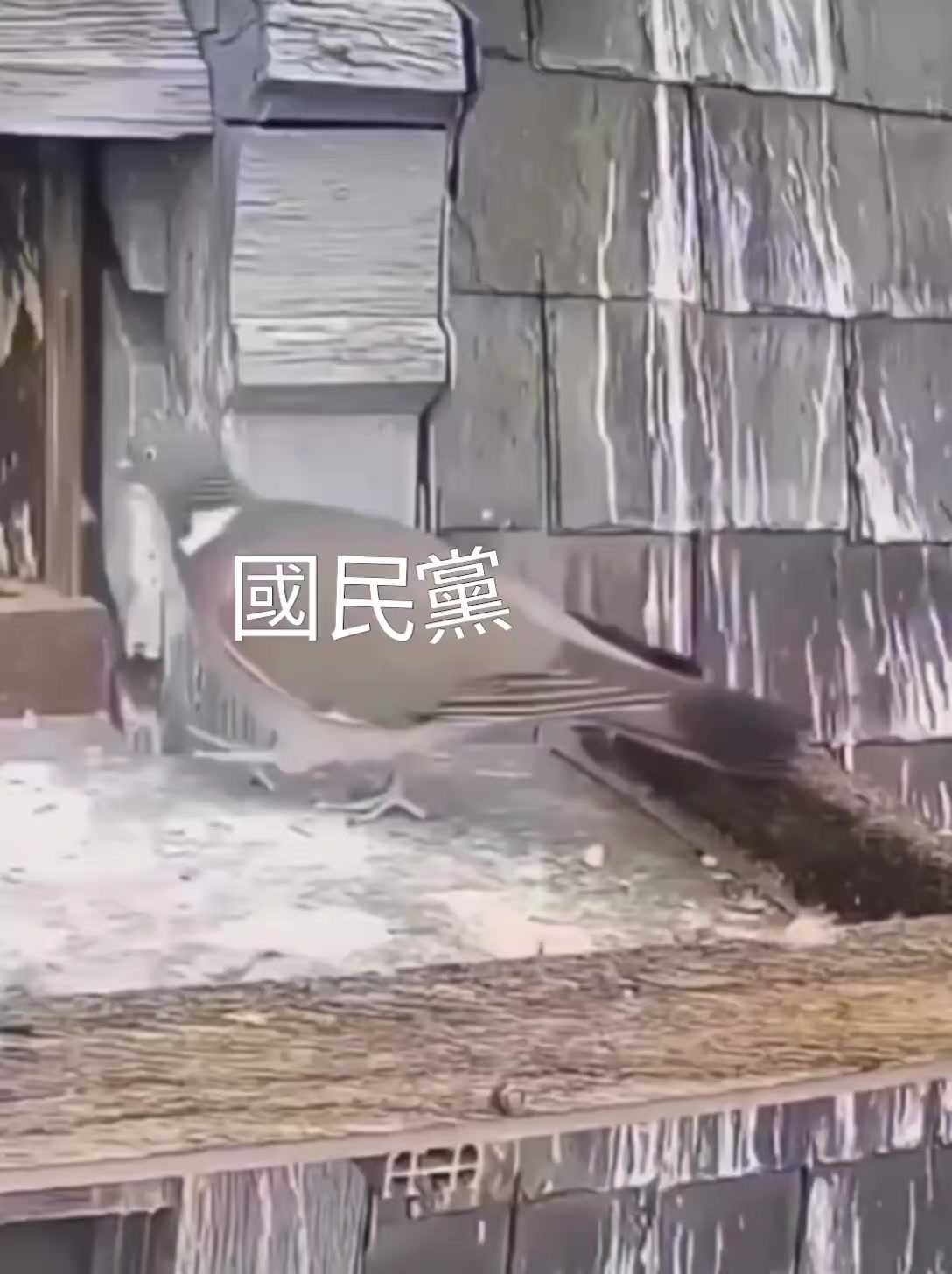 @杰哥(ジエ)―電報群中國疫情討論區群主